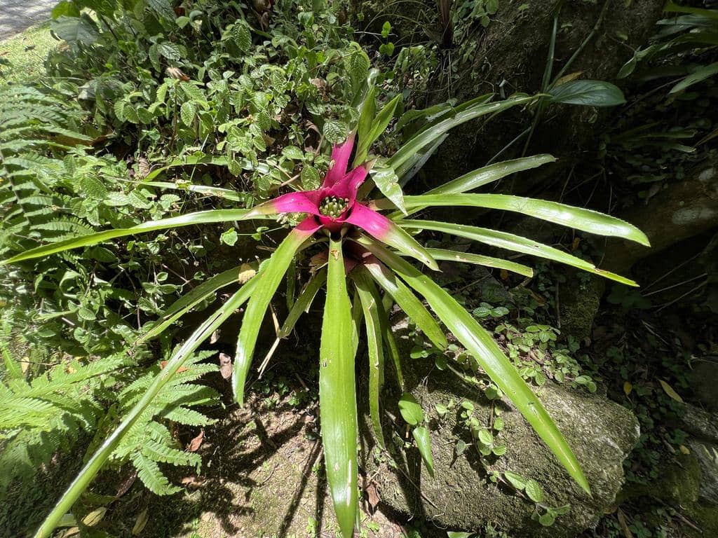 Tanaman Neoregelia carolinae