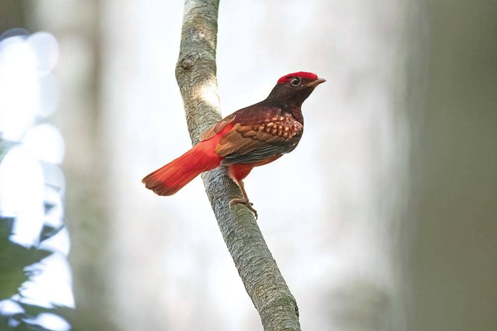 5 Fakta Guianan Red Cotinga, Permata Merah dari Hutan Amerika Selatan