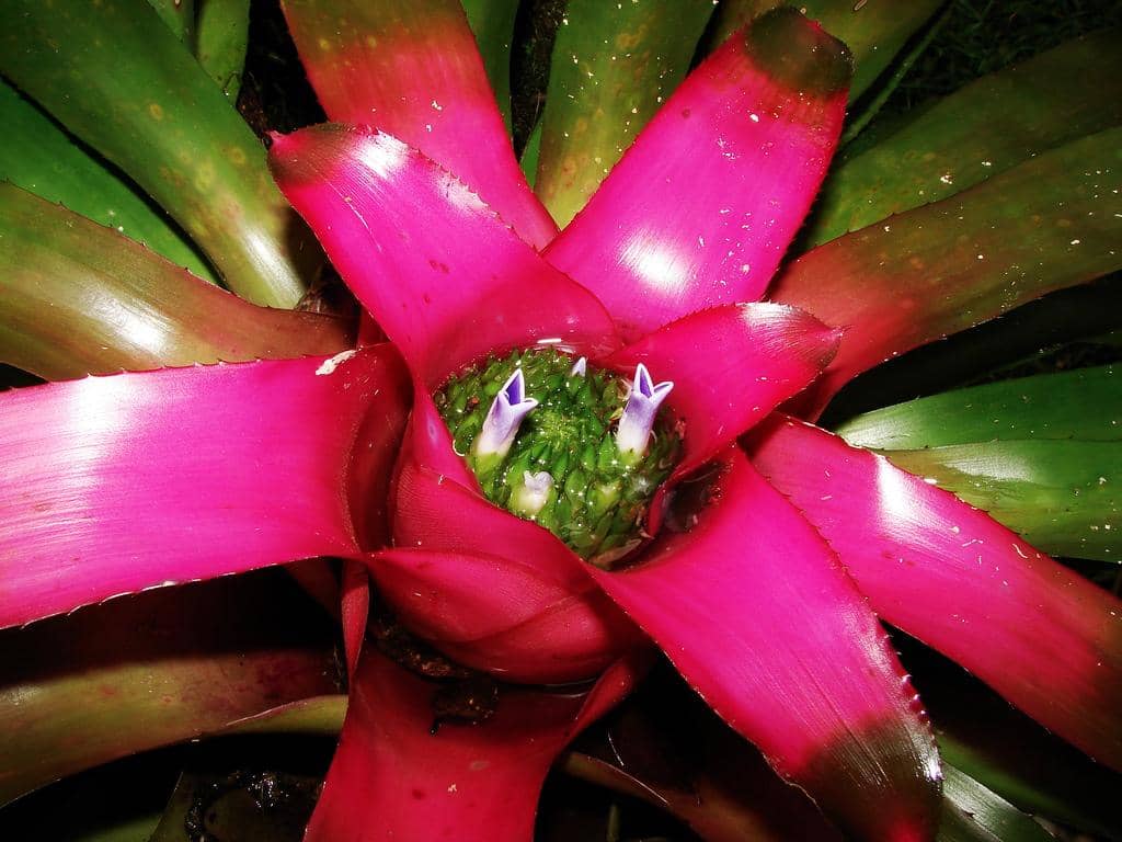 Tanaman Neoregelia carolinae