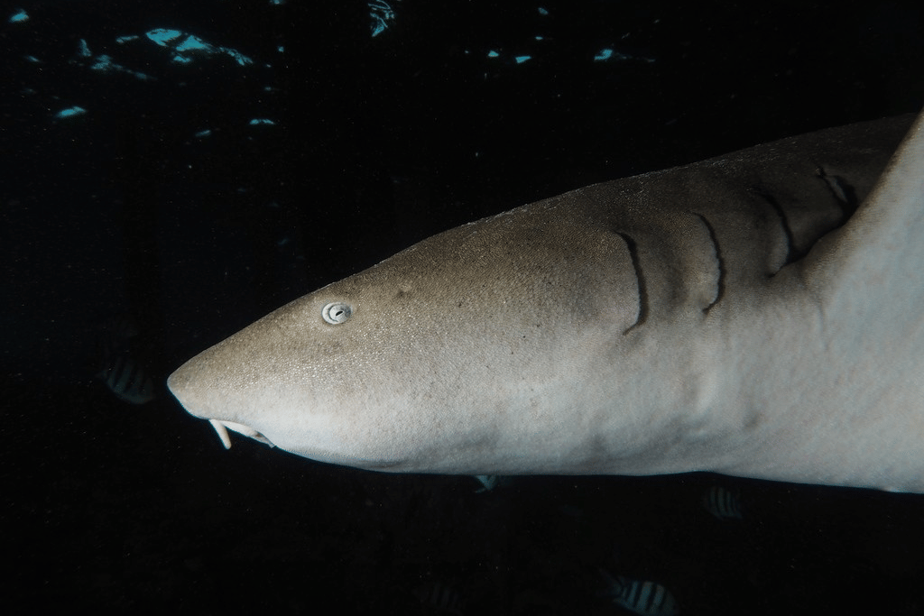 5 Fakta Unik Tawny Nurse Shark, Spesies Hiu Pemakan Gurita