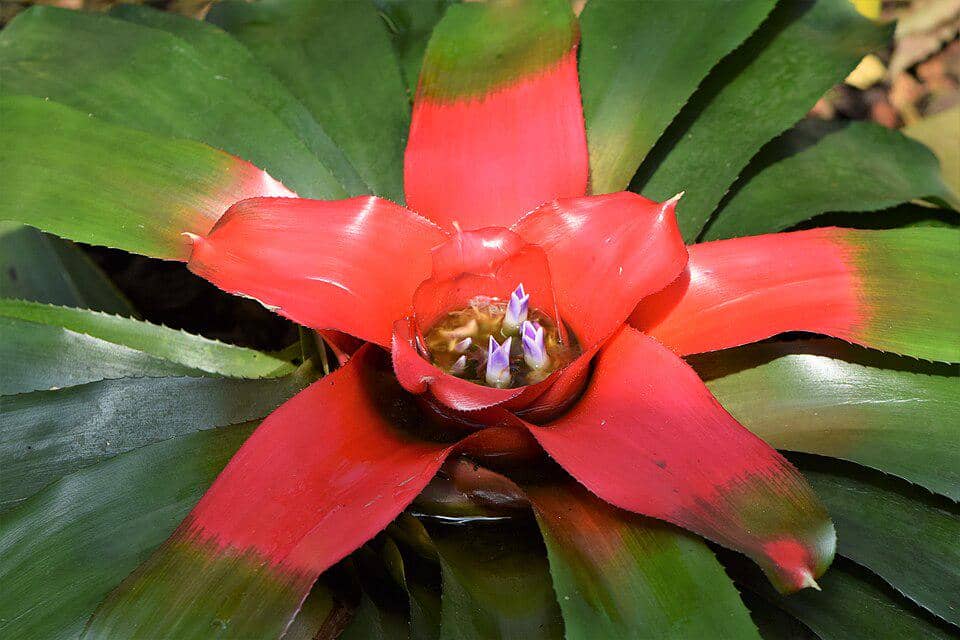 5 Fakta Blushing Bromeliad, Tanaman Hias yang Memerah Ketika Berbunga