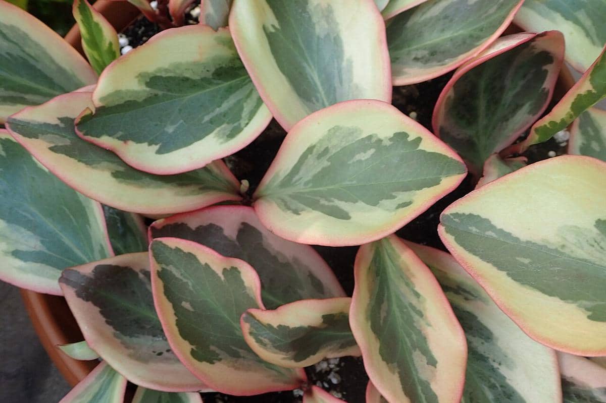 ilustrasi peperomia clusiifolia