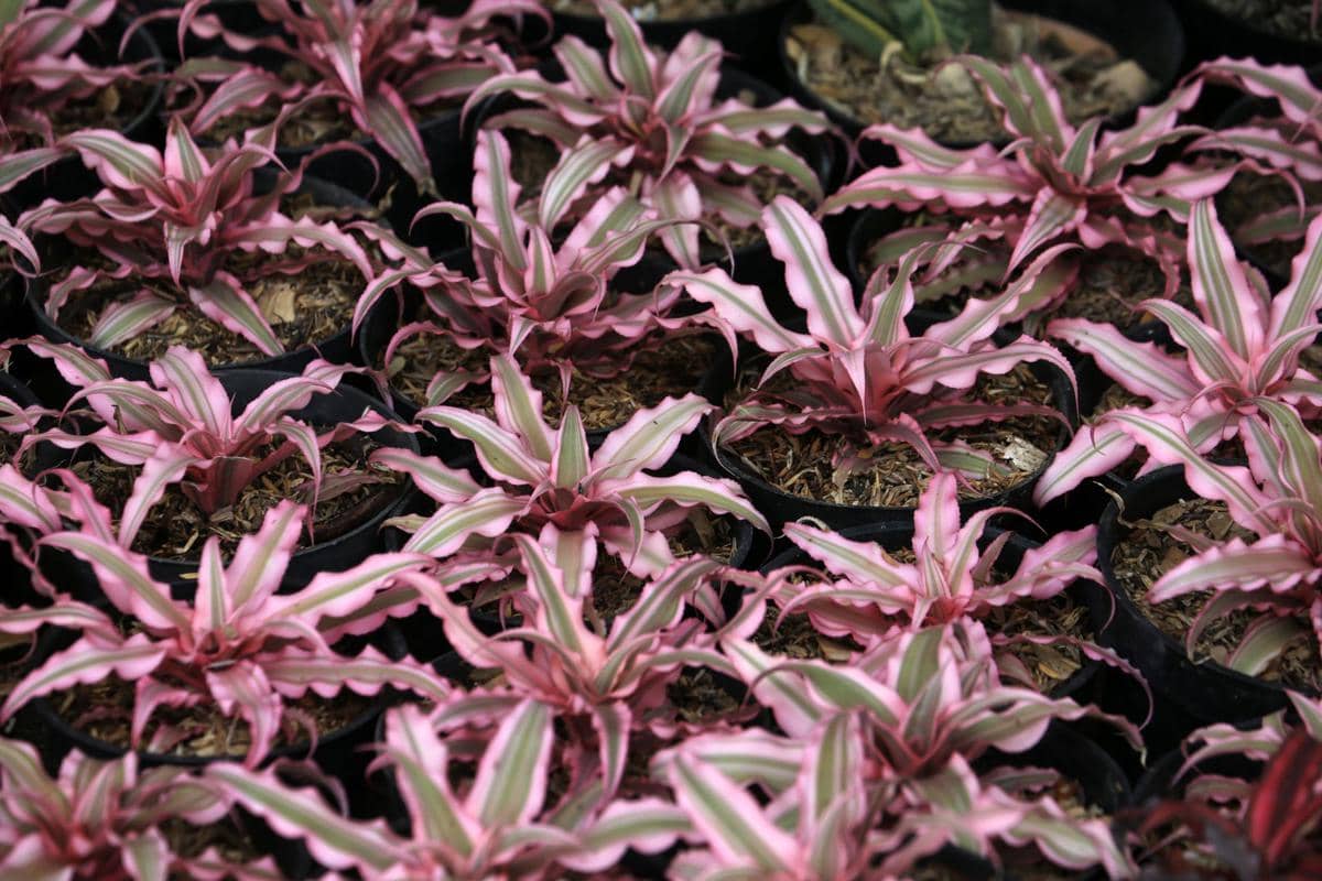 5 Tanaman Hias dengan Daun Berbentuk Bintang yang Unik dan Eksotis