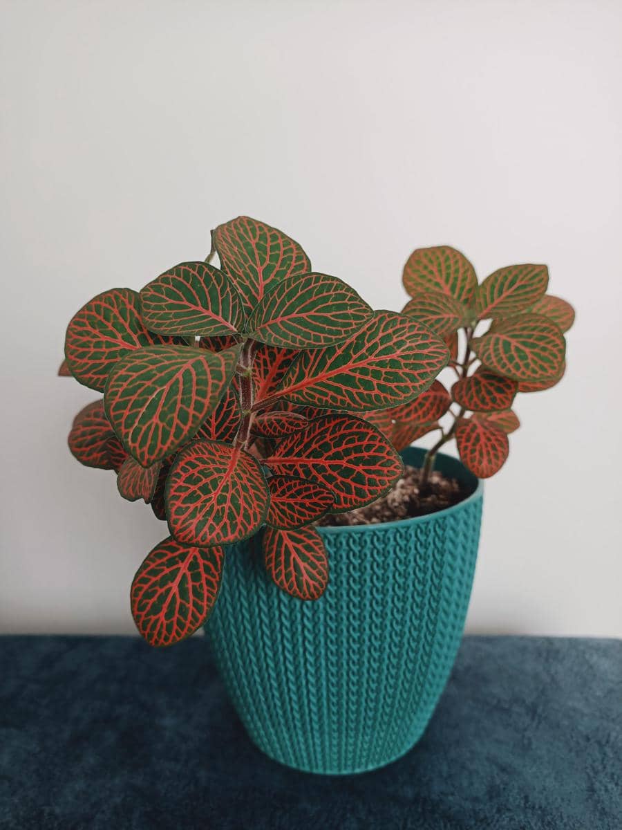 ilustrasi fittonia red anne