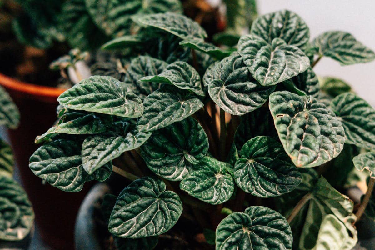 ilustrasi peperomia caperata