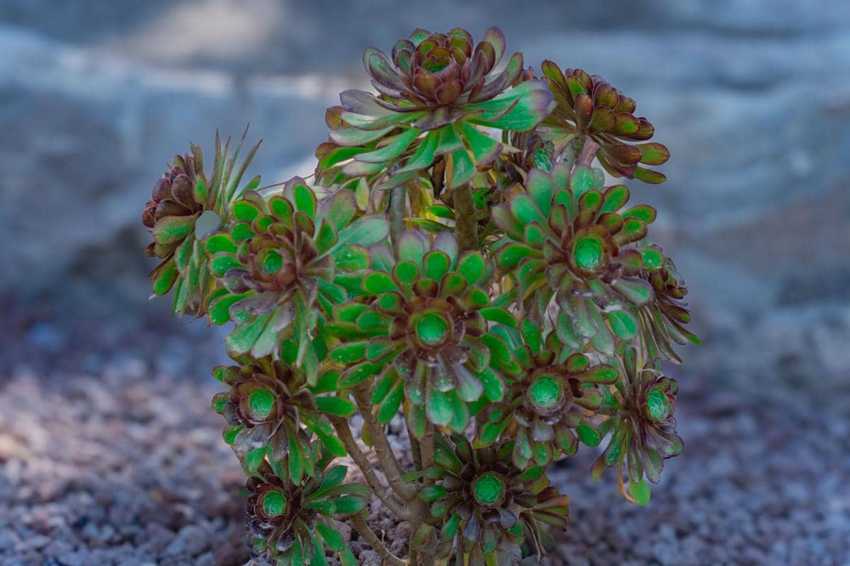 ilustrasi aeonium arboreum