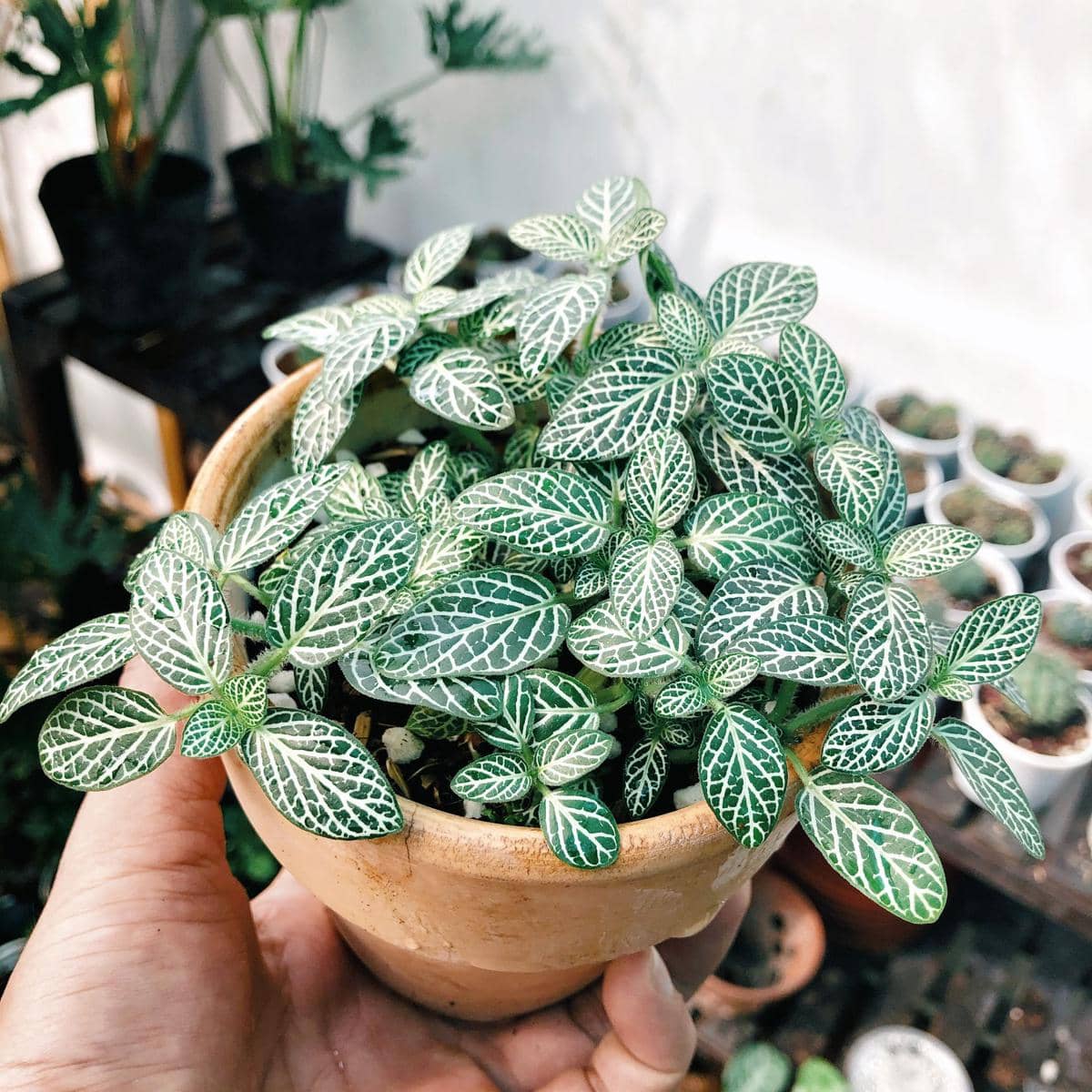 ilustrasi fittonia argyroneura