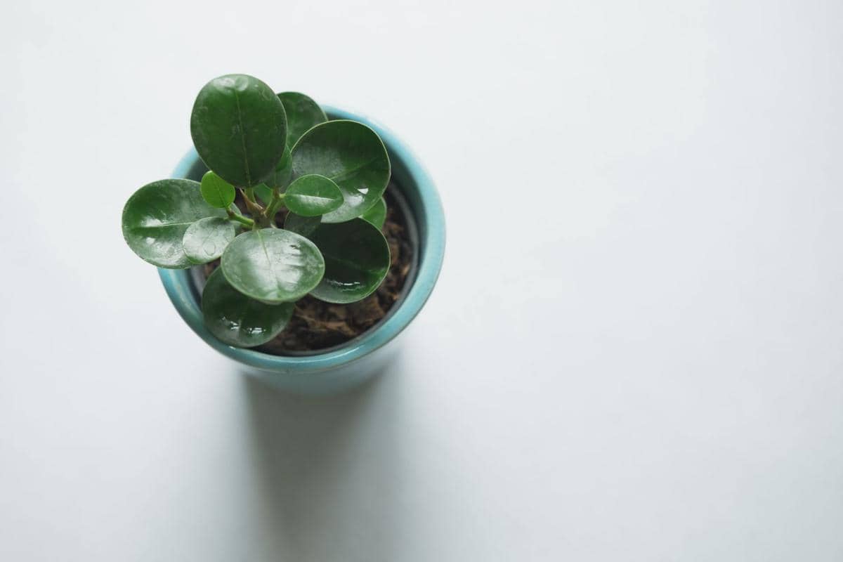 ilustrasi peperomia obtusifolia