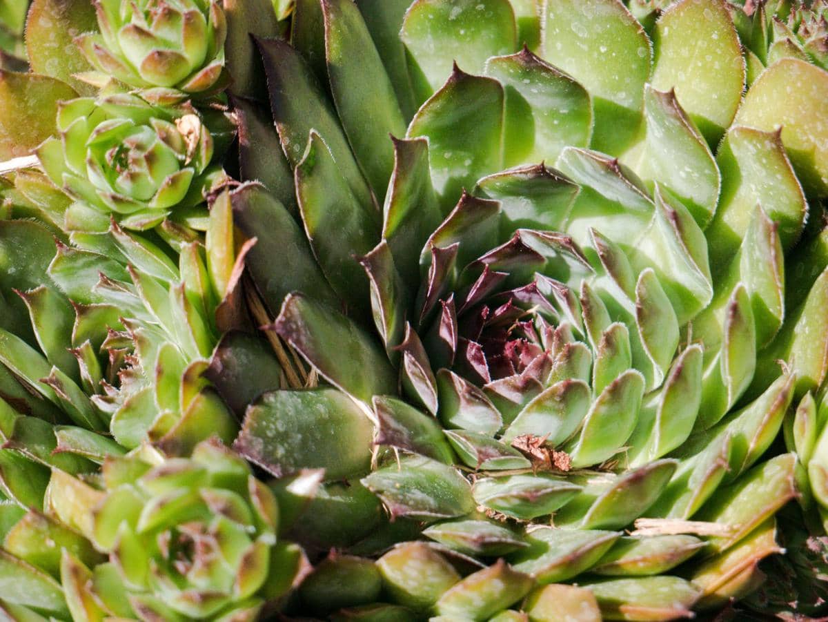 ilustrasi sempervivum tectorum