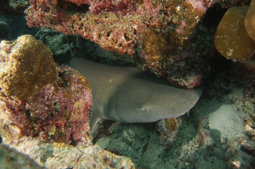 tawny nurse shark