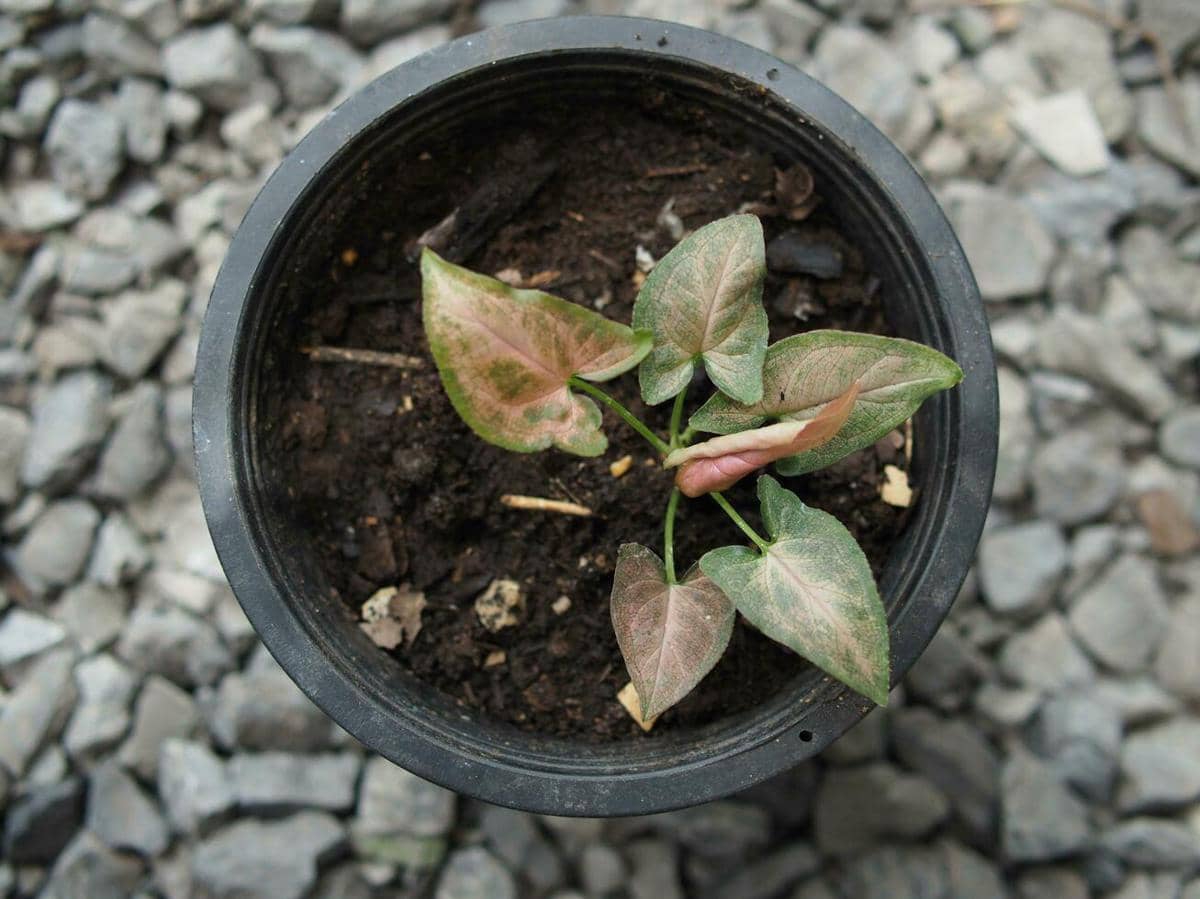 ilustrasi syngonium