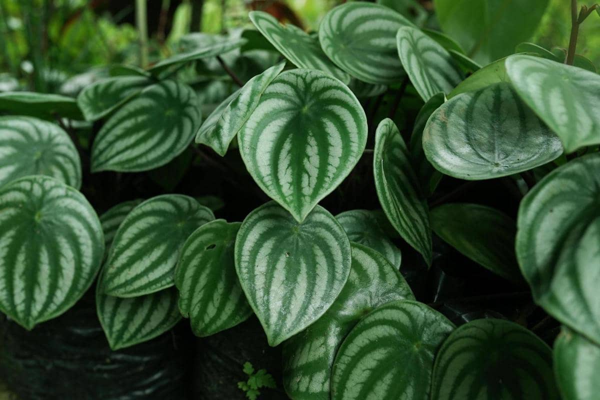 5 Jenis Peperomia untuk Dekorasi Rumah, Estetik dan Mudah Dirawat!