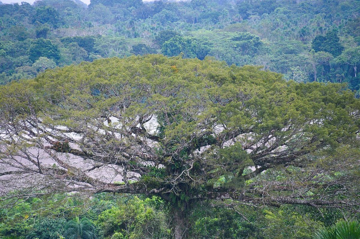 Ceiba pentandra