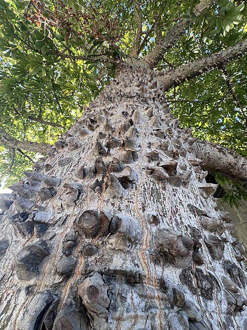 Ceiba pentandra