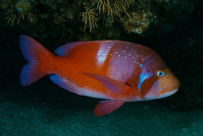 roman seabream