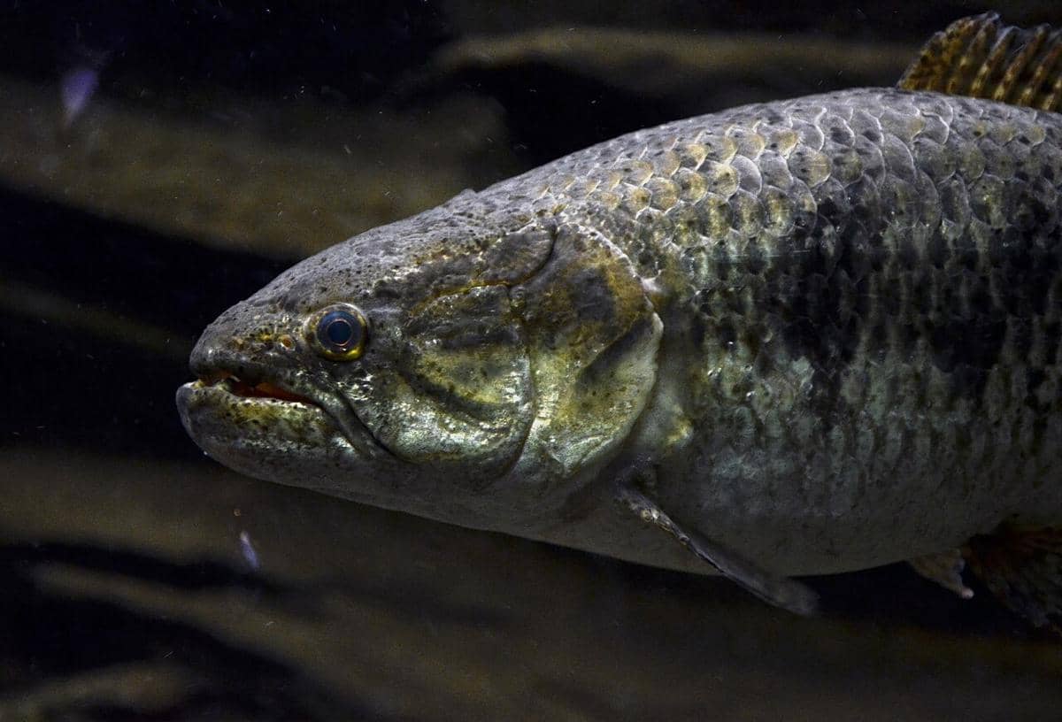 Ikan Serigala (Hoplias malabaricus), spesies predator air tawar yang berasal dari Amerika Tengah dan Selatan. Ikan ini juga dapat ditemukan di Taman Nasional Lençóis Maranhenses, Brasil.
