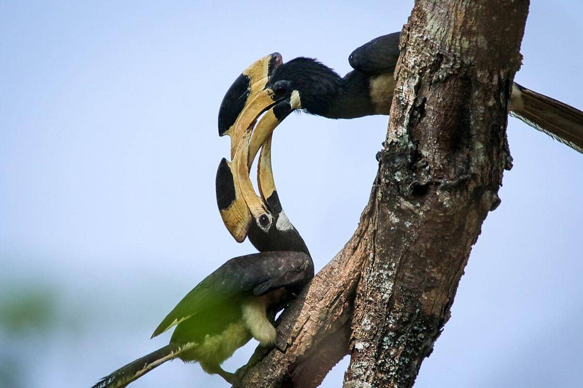 5 Spesies Burung Rangkong dari Genus Anthracoceros, Apa Saja?