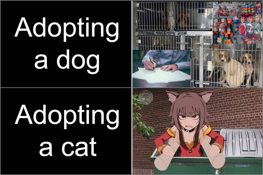 8 Meme Anime tentang Adopsi, Kucing yang Paling Sering