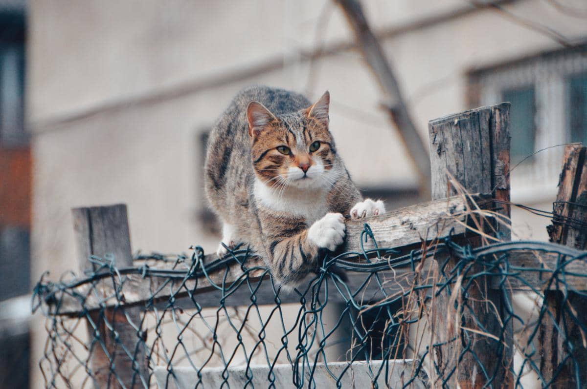 Kucing