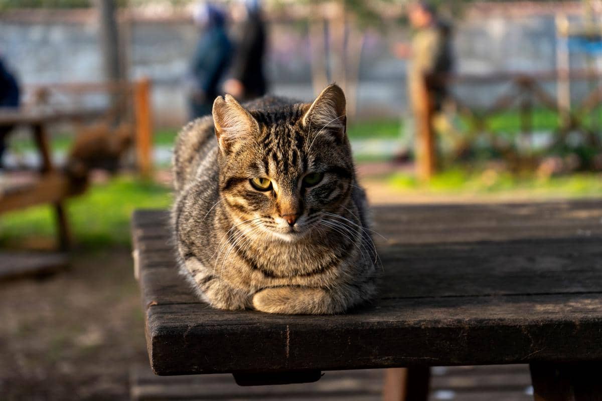 Kucing 
