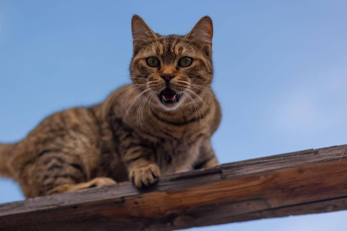 Kucing