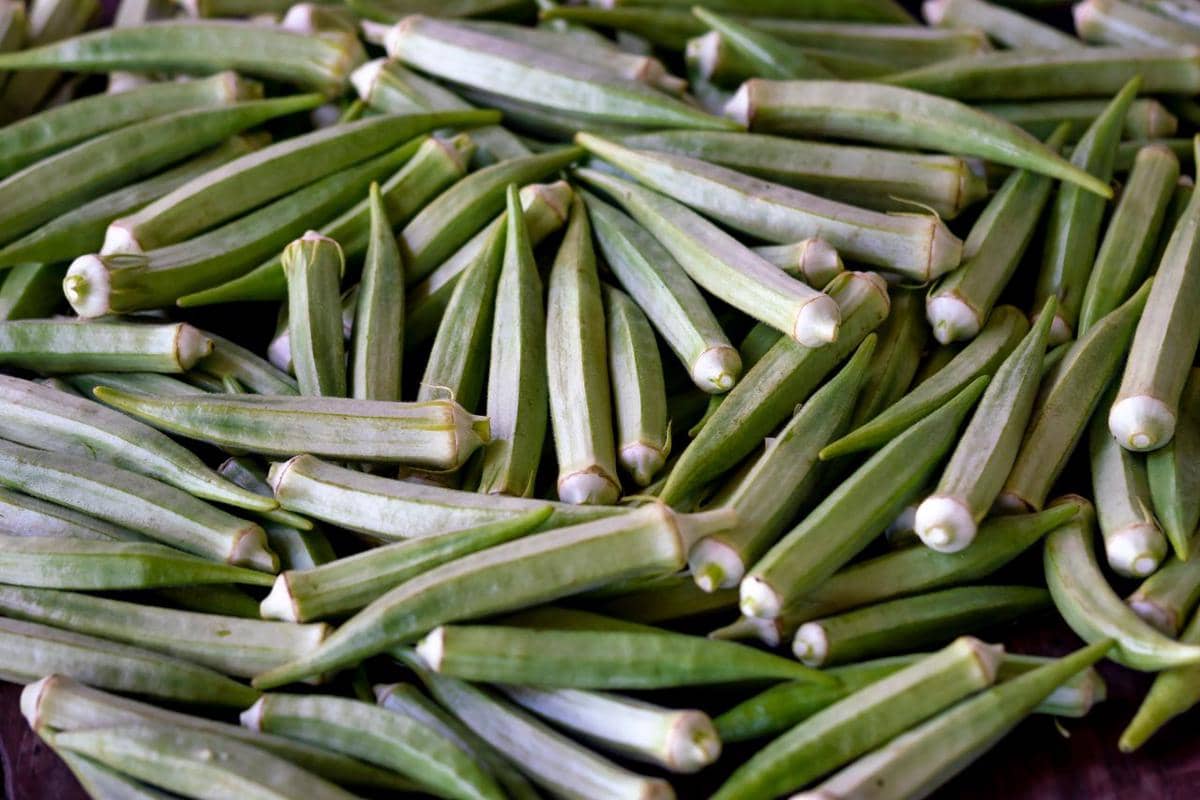 ilustrasi okra