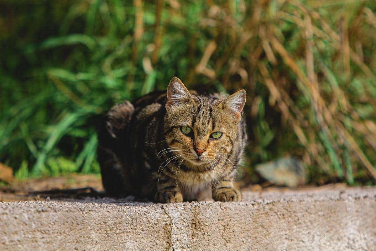 Kucing