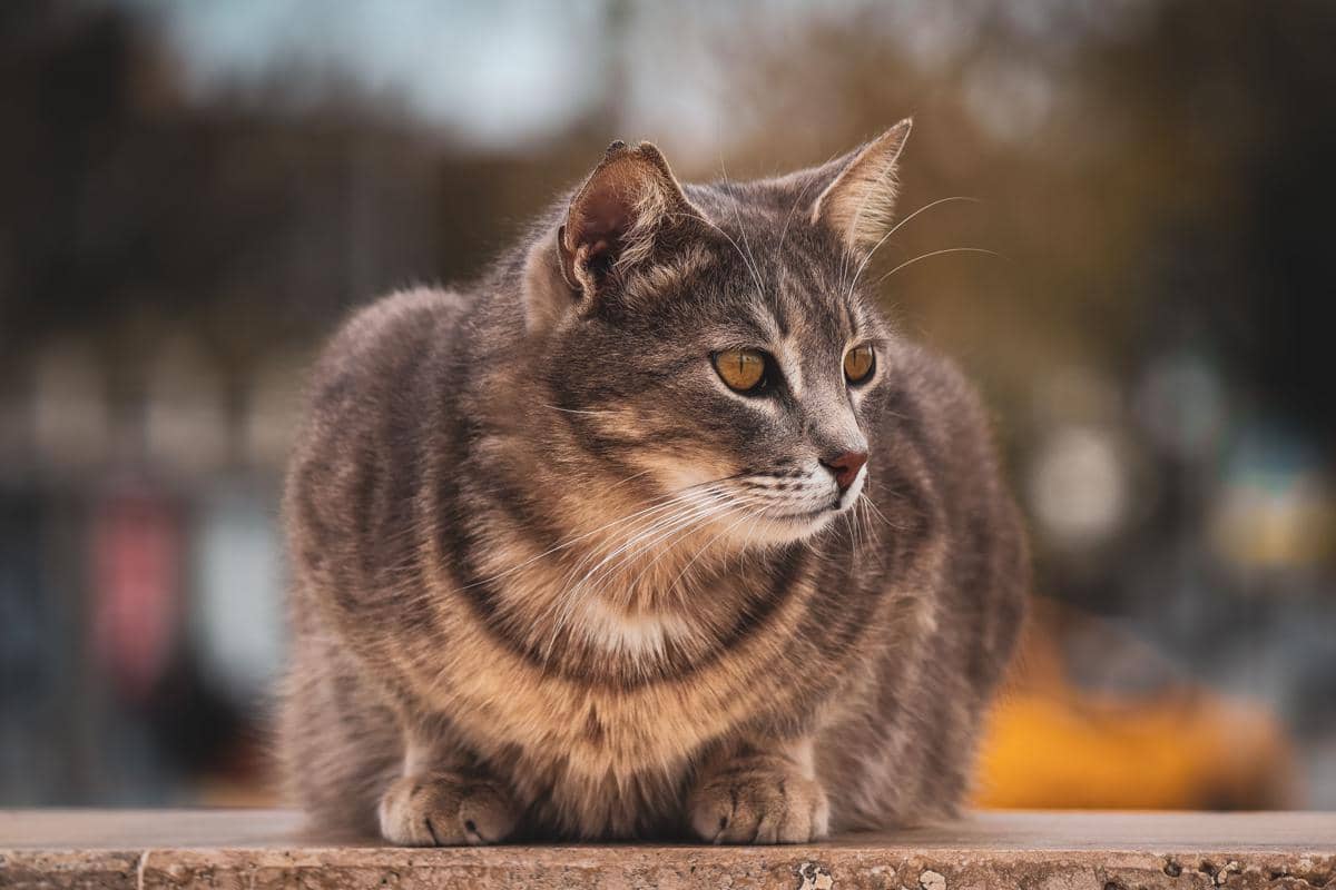 Kucing