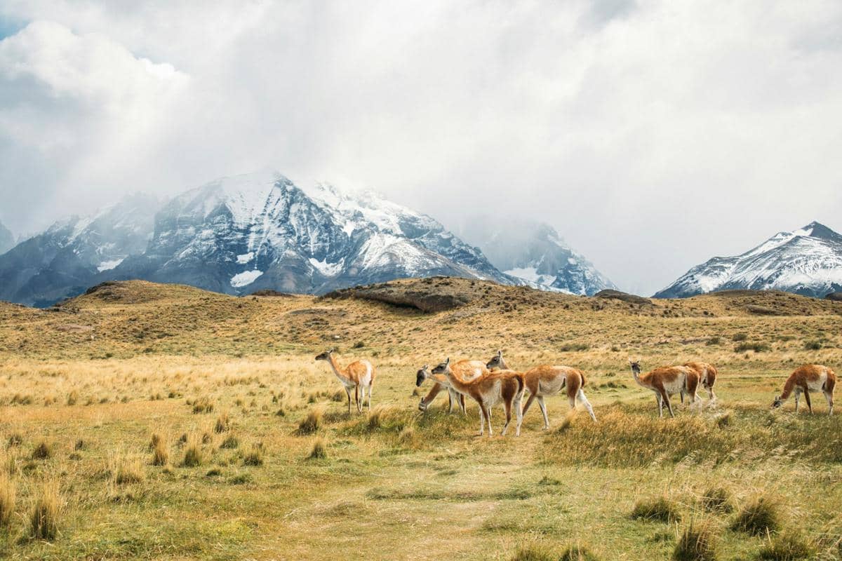 ilustrasi wilayah Chile (unsplash.com/Rafael Peier)