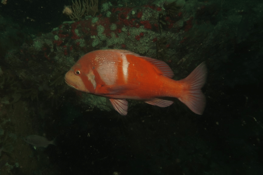 roman seabream