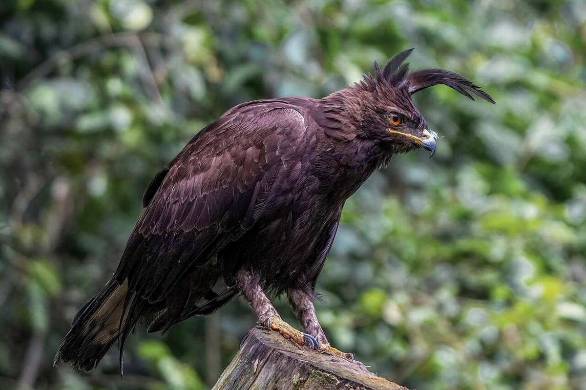 5 Alasan Kamu Tak Boleh Memelihara Burung Elang di Indonesia