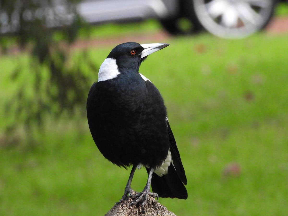 5 Fakta Burung Jagal Punggung Hitam, Dikenal Suka Menyerang Manusia