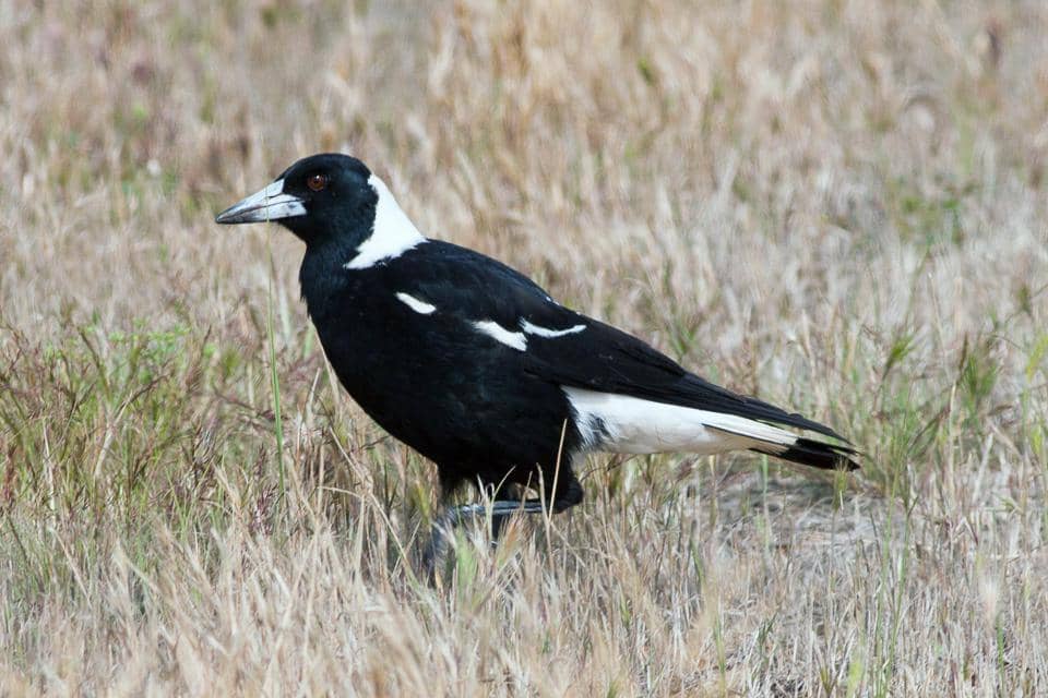burung jagal punggung hitam