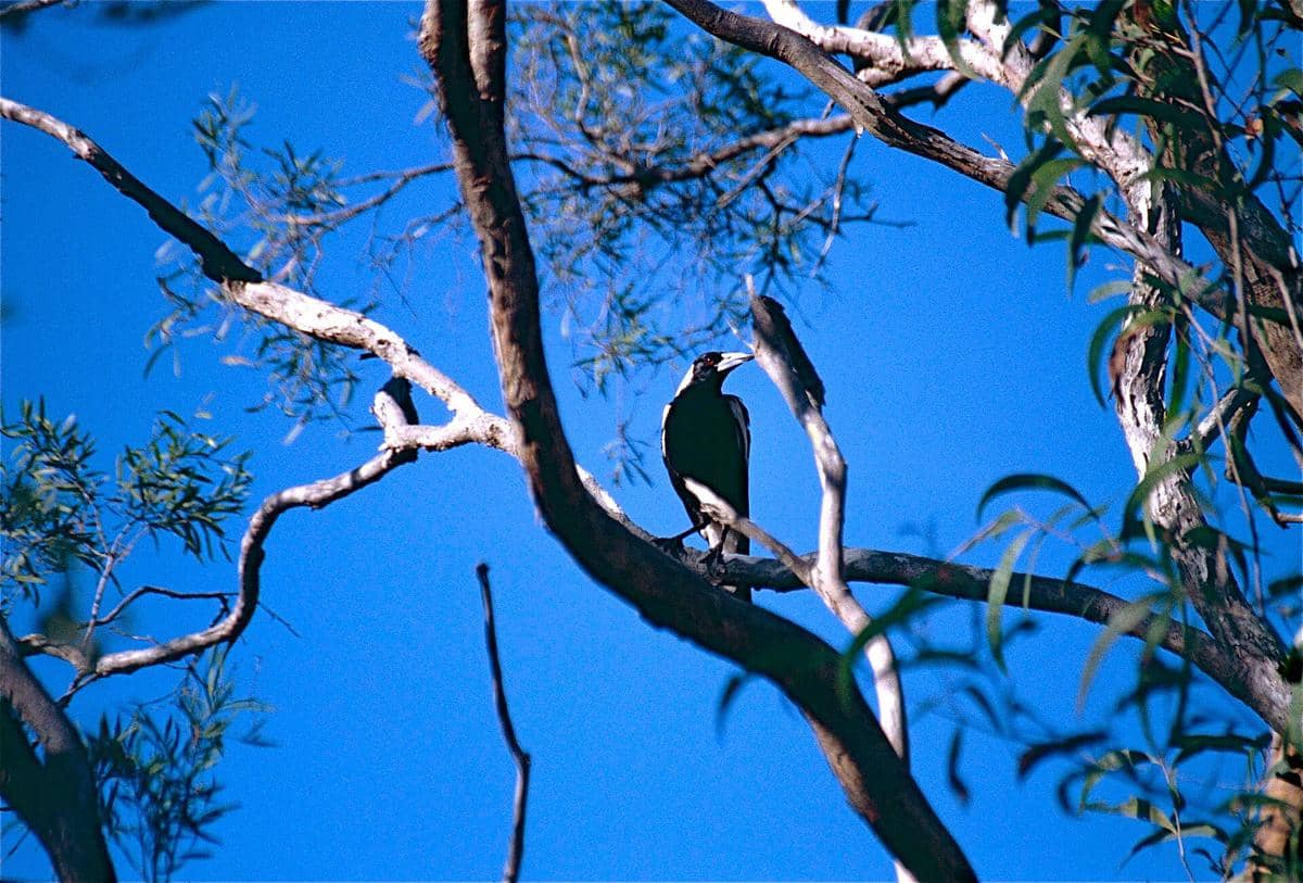 burung jagal punggung hitam