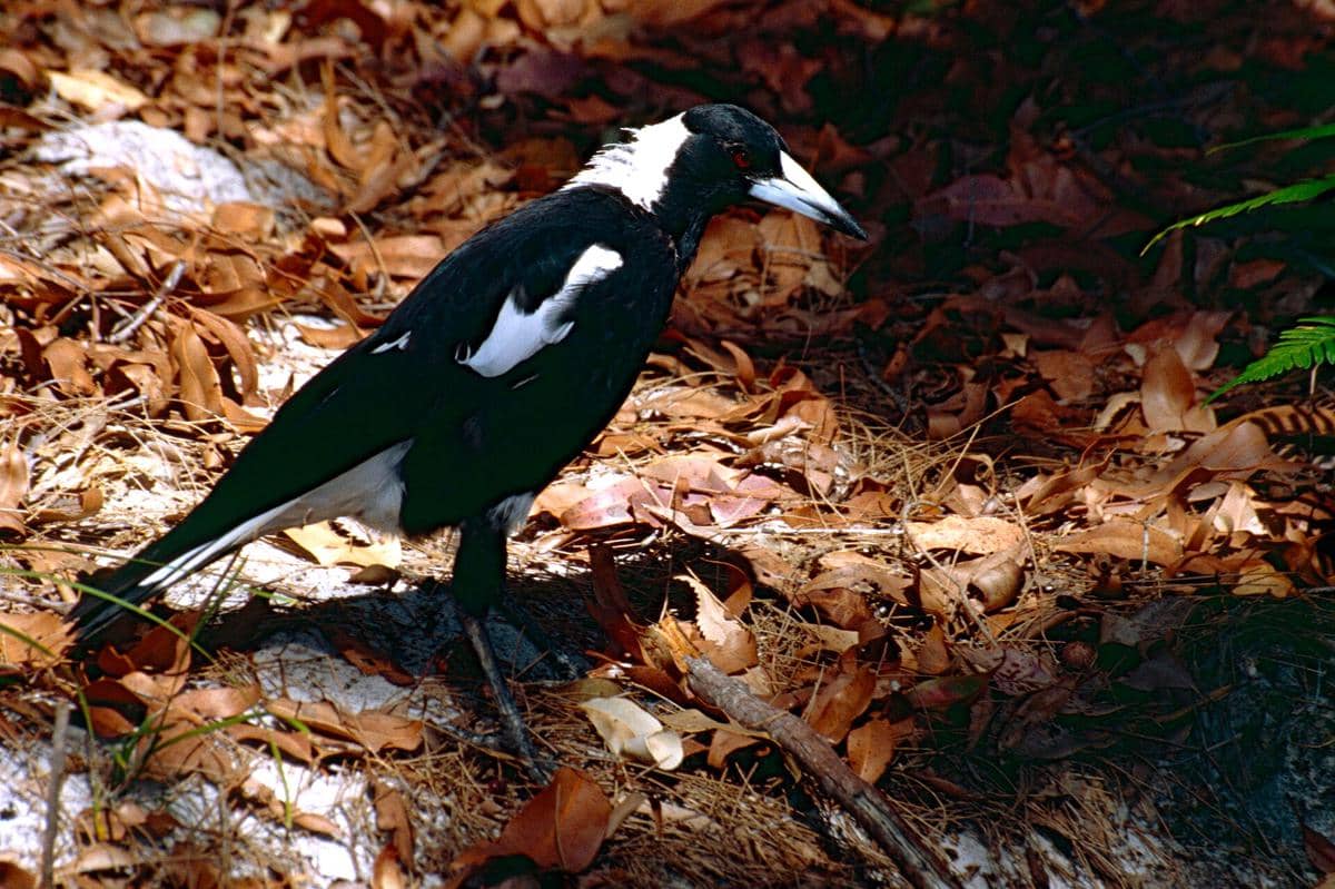 burung jagal punggung hitam
