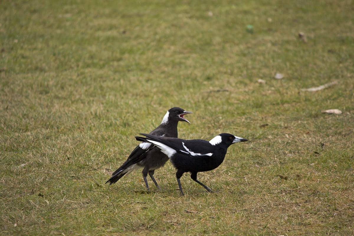burung jagal punggung hitam