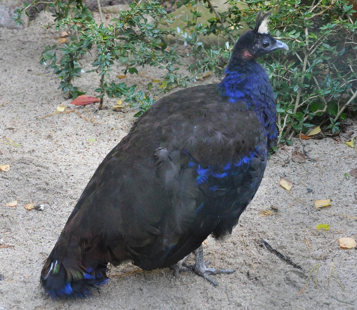Merak kongo