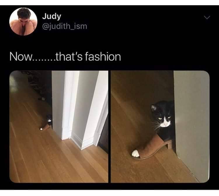 meme kucing tentang fashion
