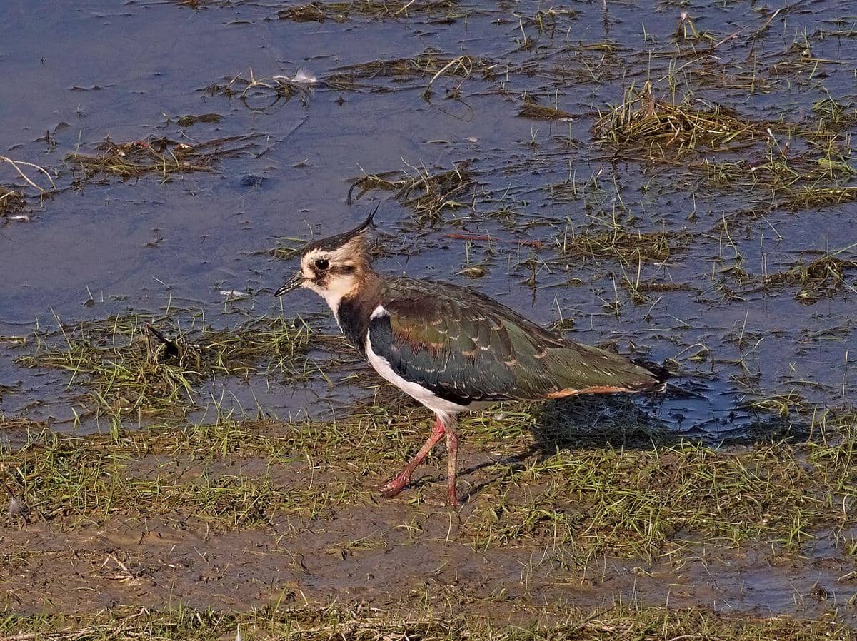 5 Fakta Burung Lapwing Utara, Pandai dalam Menipu Predatornya
