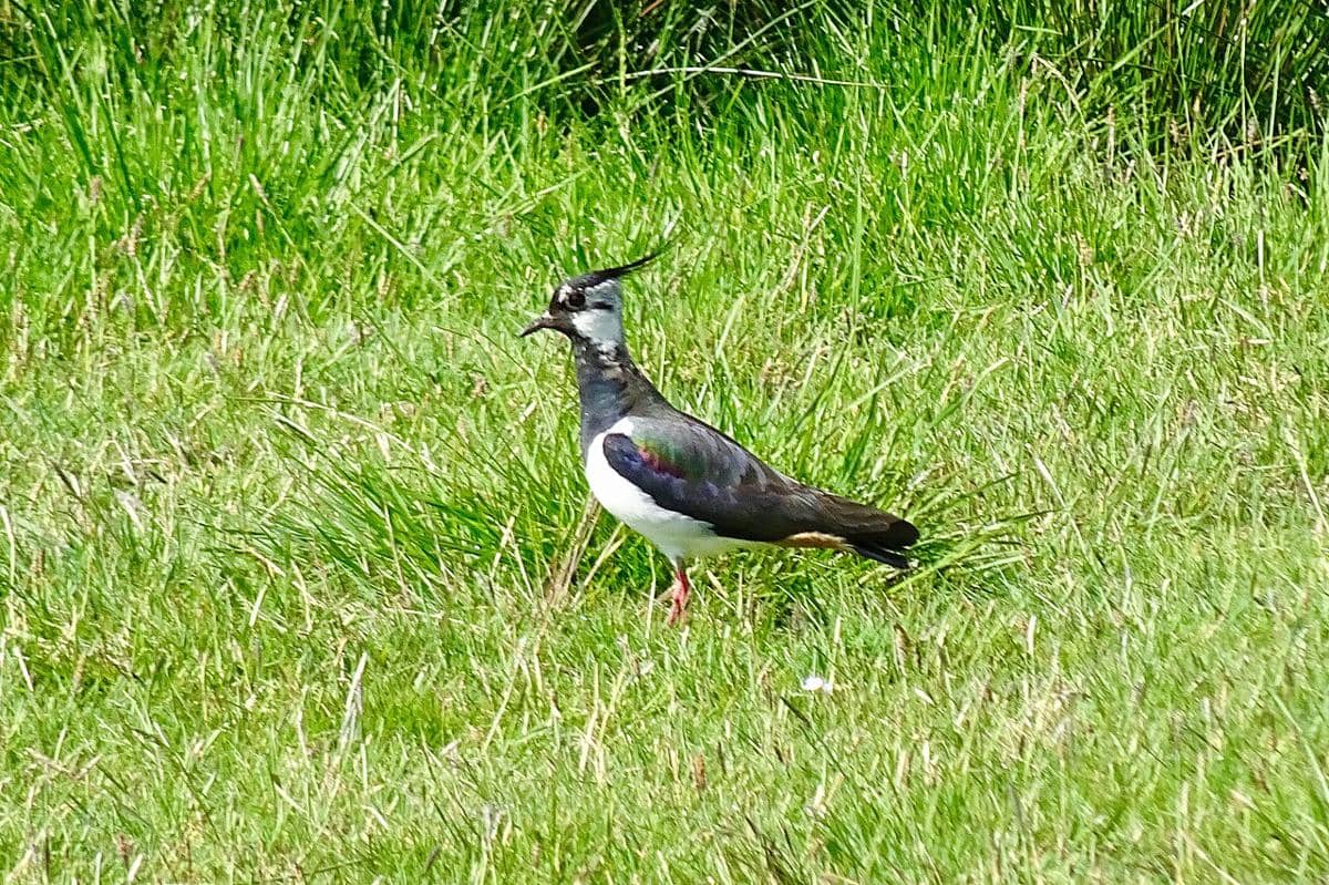 Burung lapwing utara 
