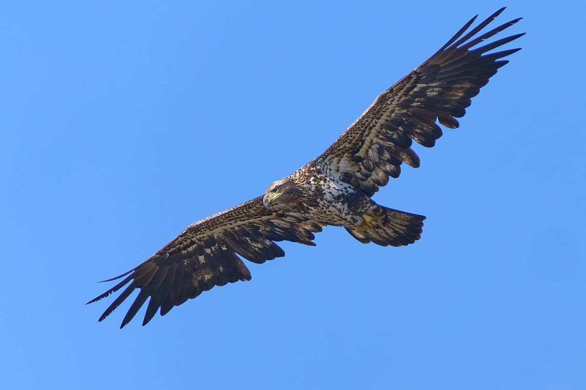 burung elang