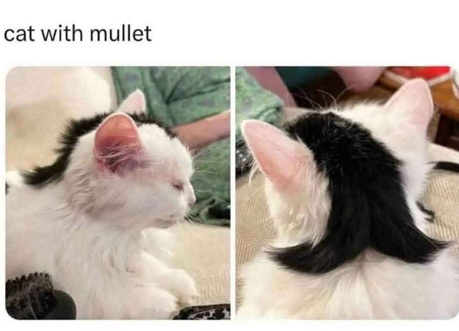 8 Meme Kucing tentang Fashion, Ada yang Berambut Mulet