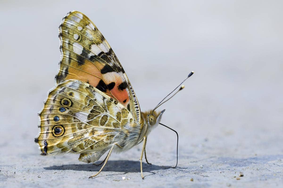 5 Fakta Painted Lady, Kupu-kupu Penakluk Rute Migrasi Ekstrem
