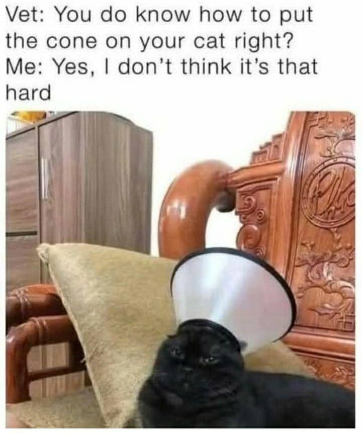 meme kucing tentang fashion