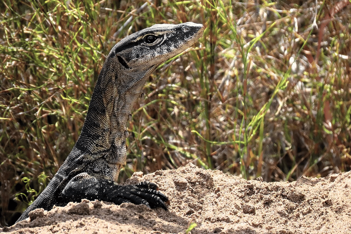 biawak rosenberg