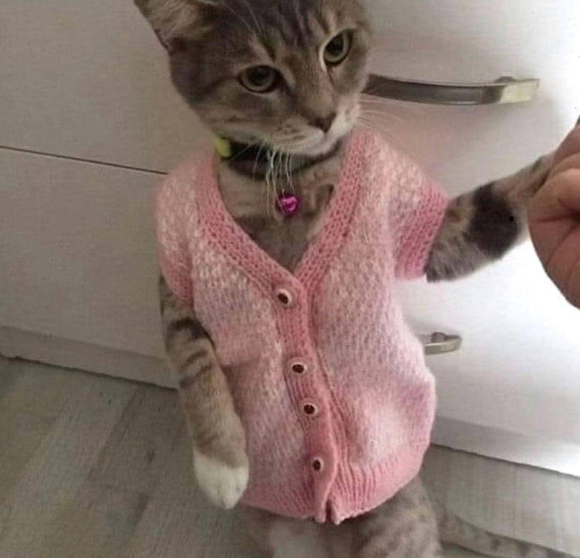 meme kucing tentang fashion
