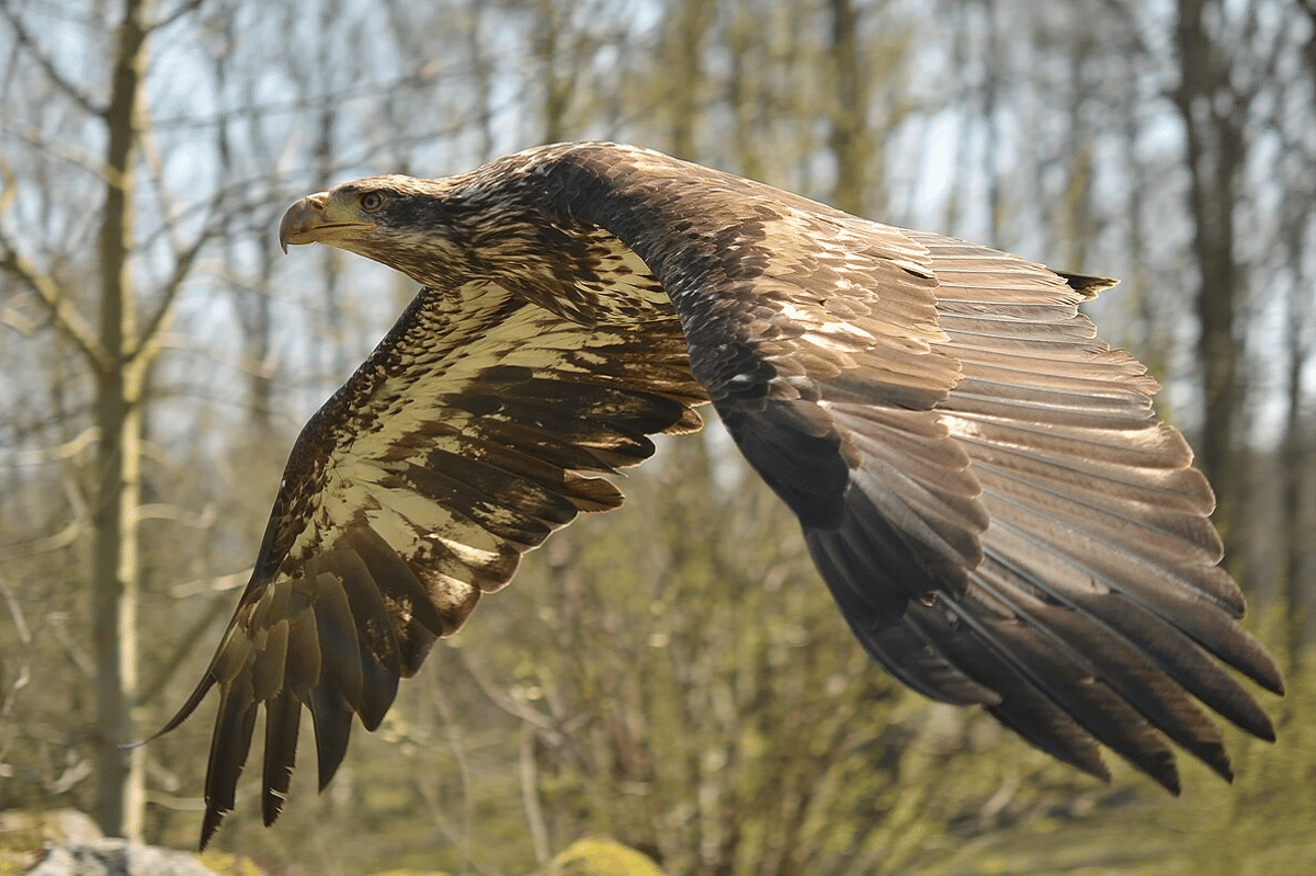 burung elang