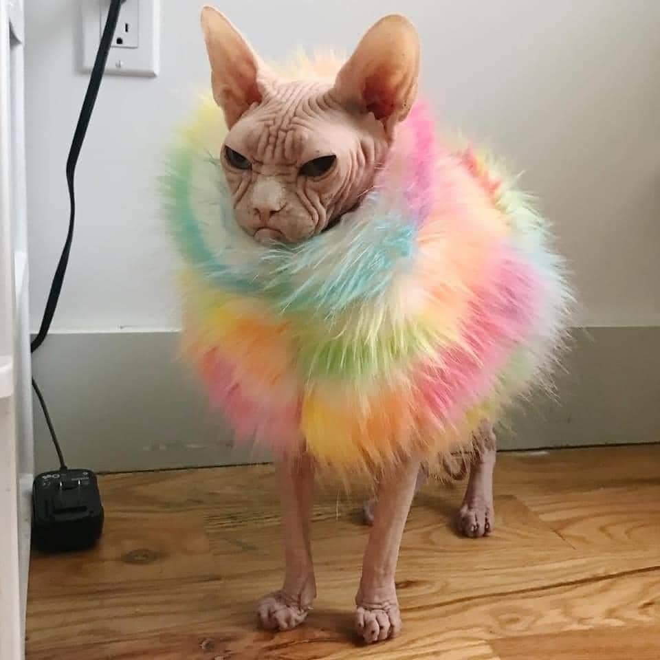 meme kucing tentang fashion
