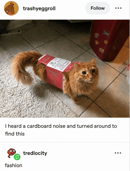 meme kucing tentang fashion