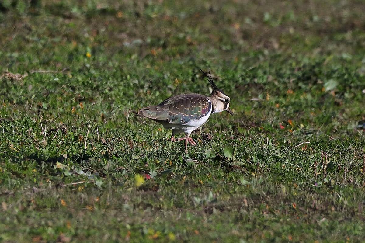 Burung lapwing utara 